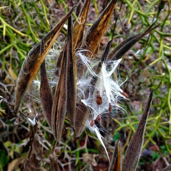 Asclepias curassavica Ffrwyth