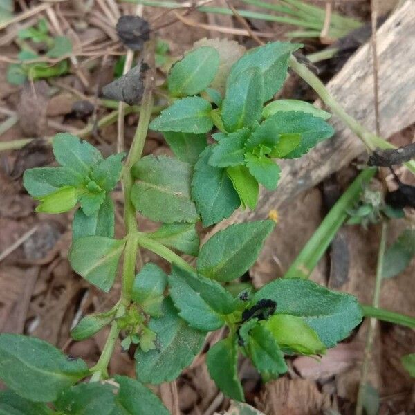 Mecardonia procumbens Leaf