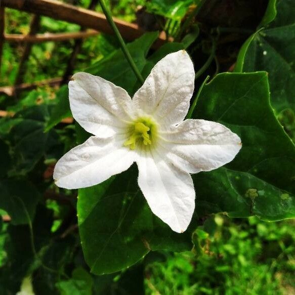 Coccinia grandis Flower