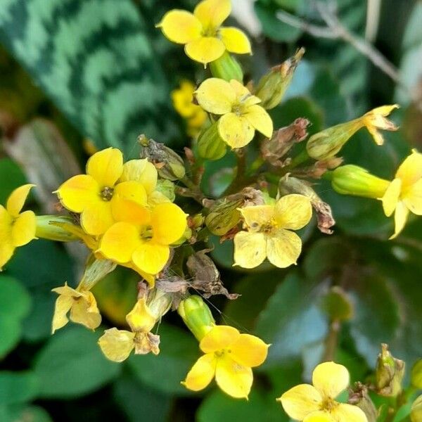 Kalanchoe crenata Kvet