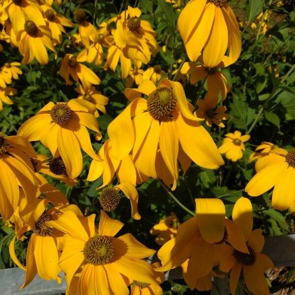 Rudbeckia nitida Квітка