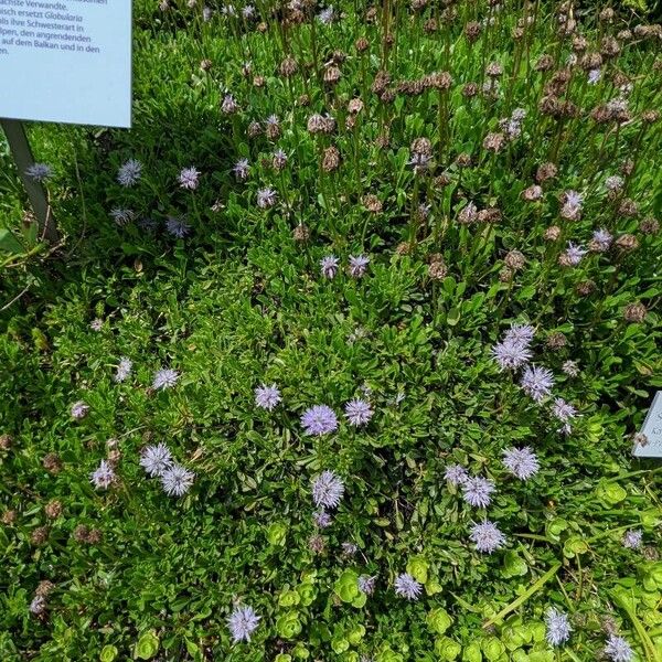 Globularia meridionalis