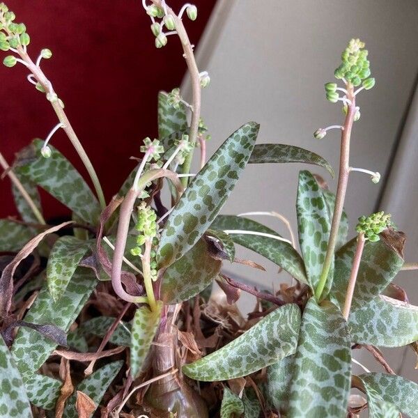 Ledebouria socialis 花