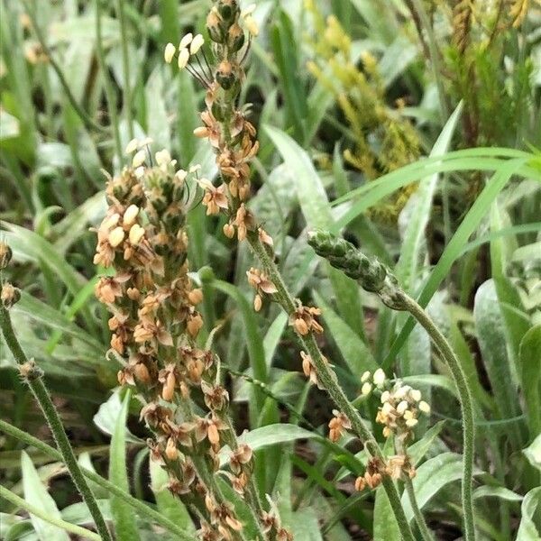 Plantago albicans Цвят