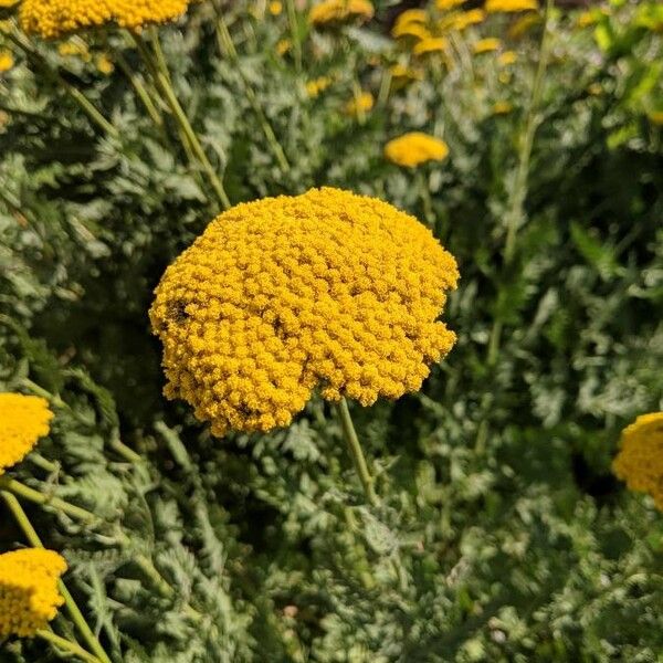 Achillea filipendulina Квітка