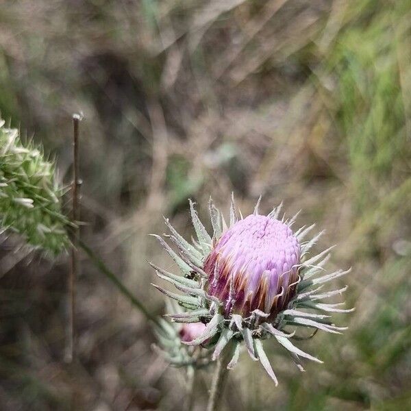 Jurinea cyanoides Kwiat