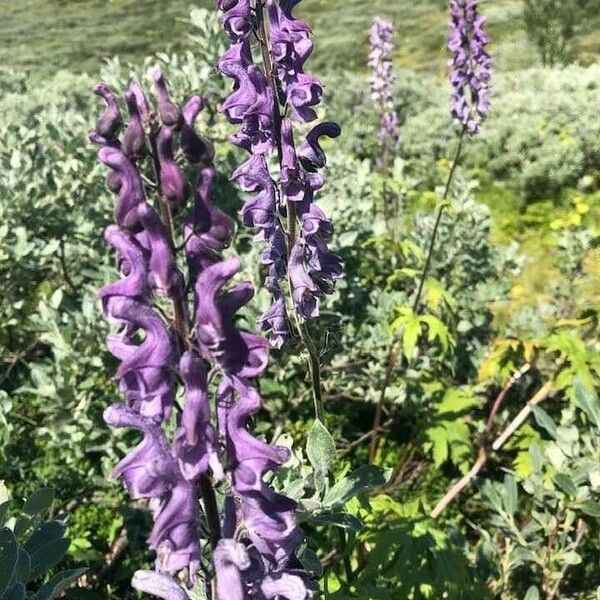 Aconitum septentrionale Flower