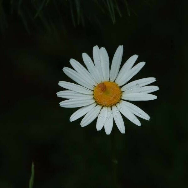 Anthemis arvensis Kvet