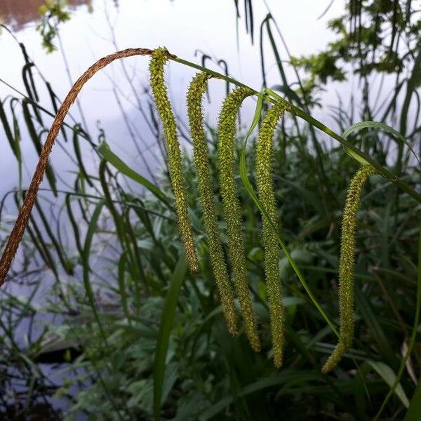 Carex pendula Kvet