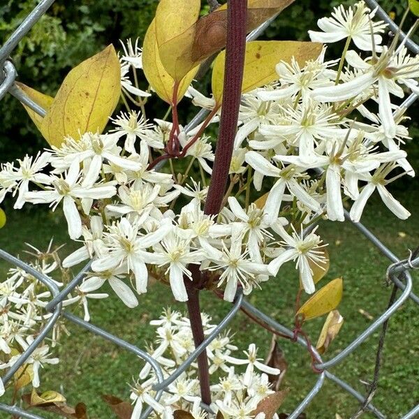 Clematis terniflora Kukka