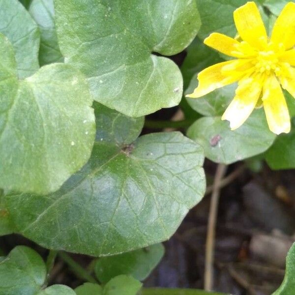 Ranunculus ficaria Frunză