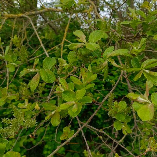 Salix caprea Лист