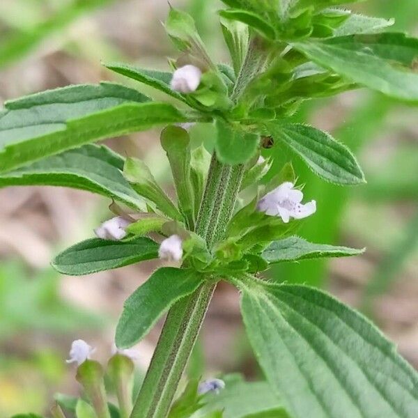 Dracocephalum thymiflorum Corteza