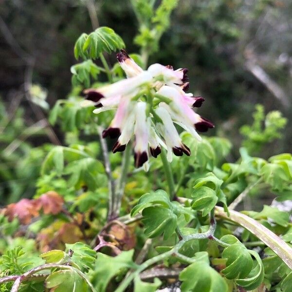 Fumaria capreolata 花