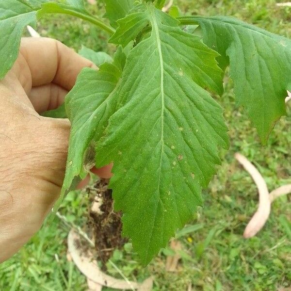 Crassocephalum crepidioides Leaf