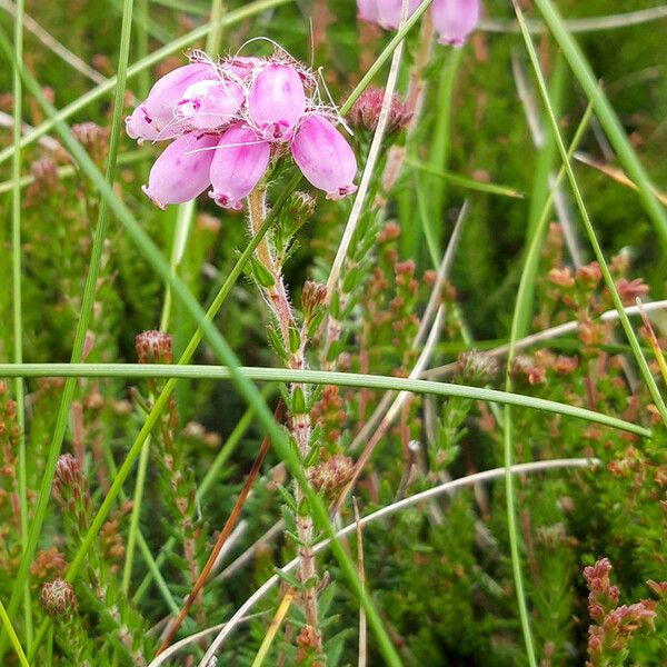 Erica tetralix 花