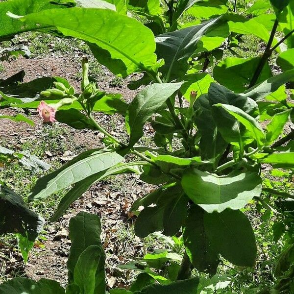 Nicotiana tabacum পাতা