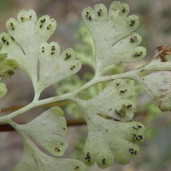 Anogramma leptophylla Folha