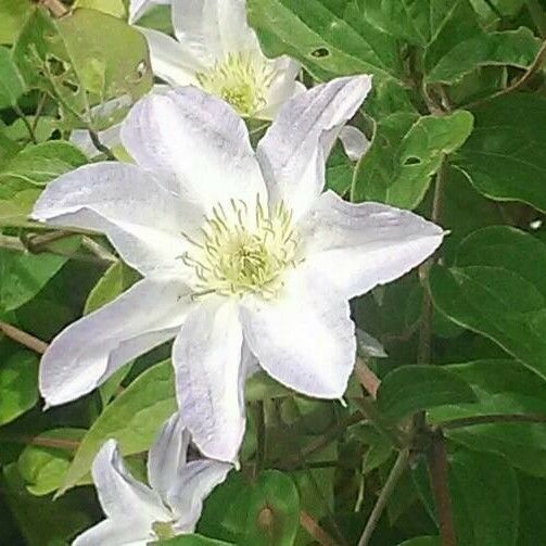 Clematis patens Blodyn