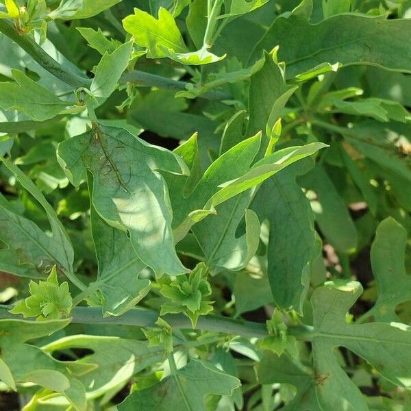 Romneya coulteri Leaf