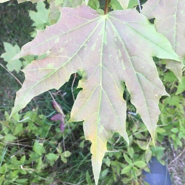 Acer platanoides পাতা