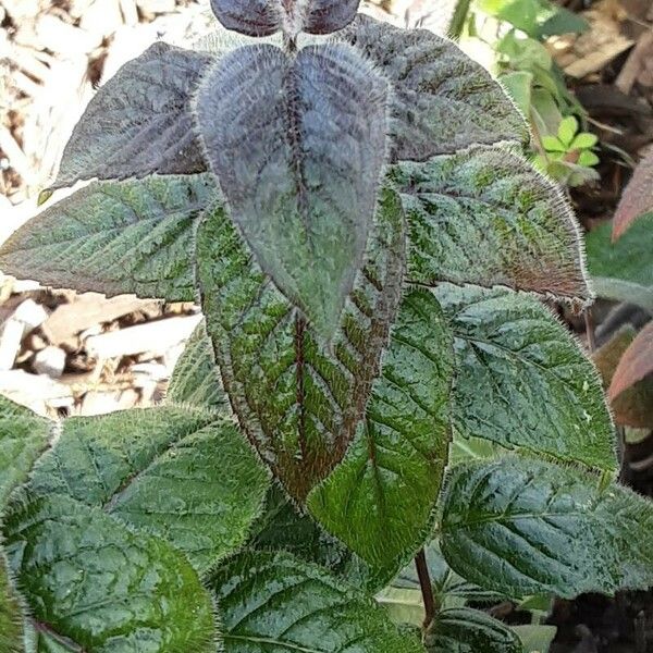 Monarda didyma 葉