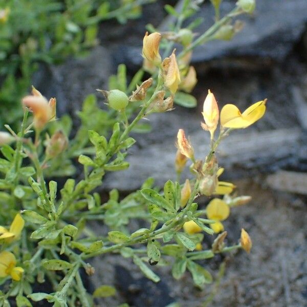 Crotalaria hyssopifolia Blomst