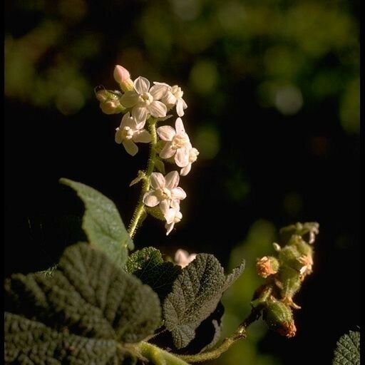 Ribes malvaceum Hábitos