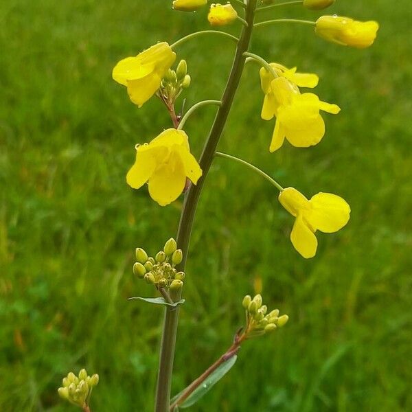 Brassica napus 花