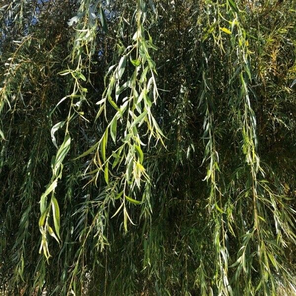 Salix babylonica List