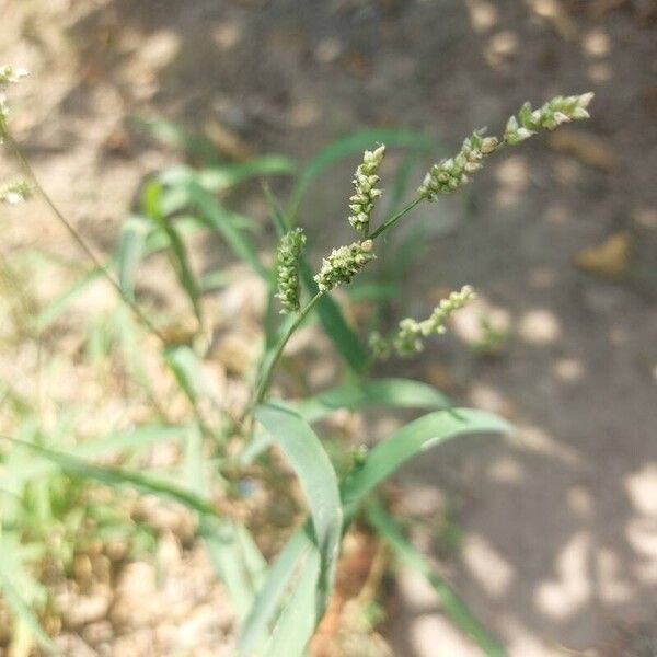 Echinochloa colona Цвят