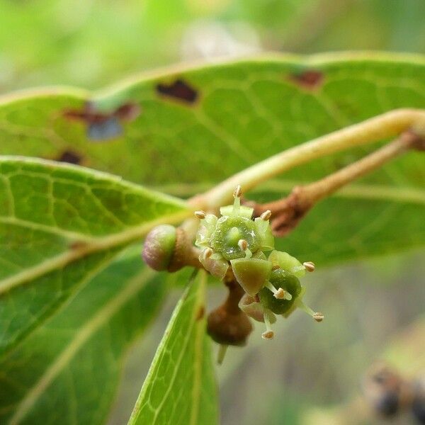 Rhoicissus revoilii Fleur