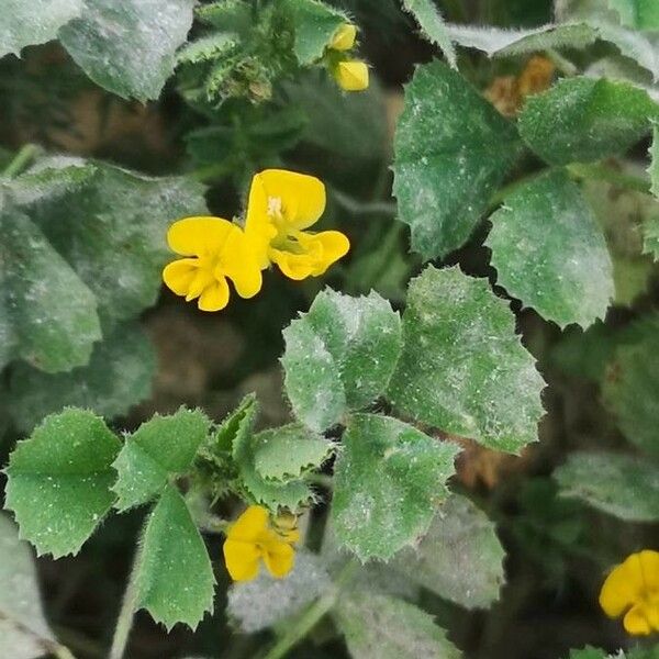 Medicago littoralis പുഷ്പം