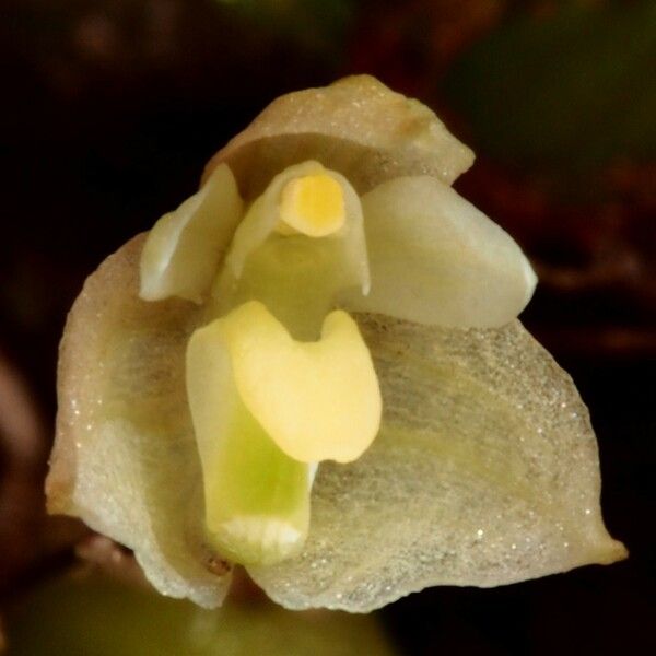 Bulbophyllum lingulatum പുഷ്പം