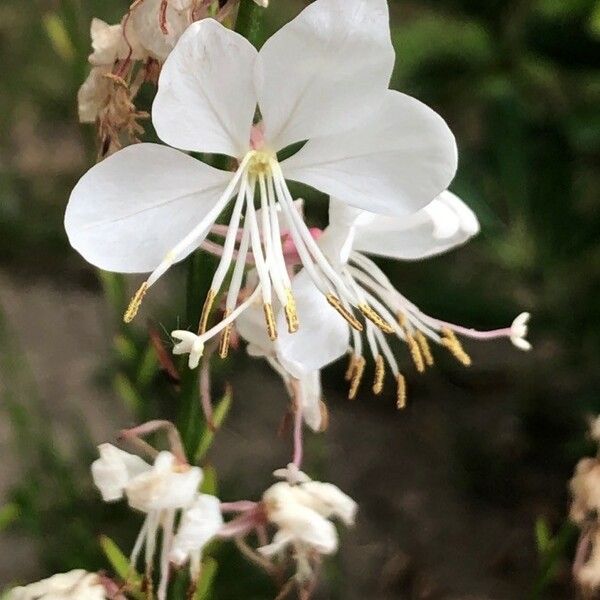 Oenothera lindheimeri Flors