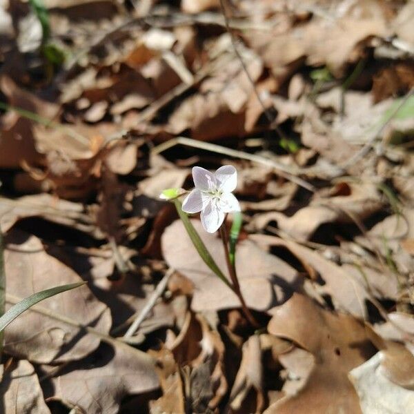 Claytonia virginica Kvet