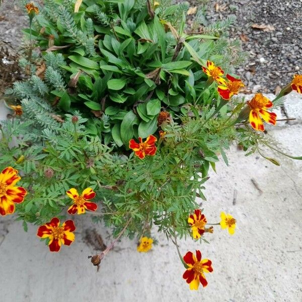 Tagetes patula Cvet