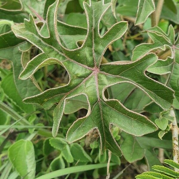 Adenia volkensii 葉