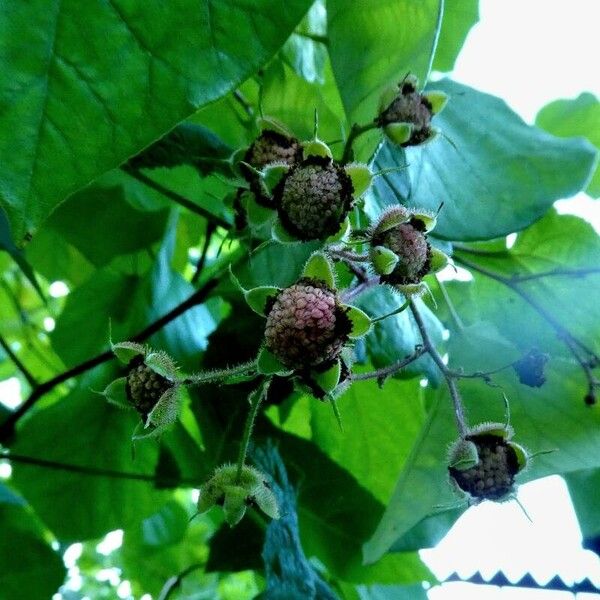 Rubus odoratus Hábito