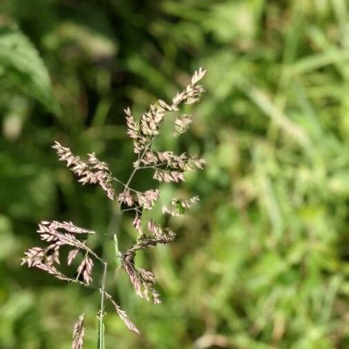 Poa pratensis Çiçek