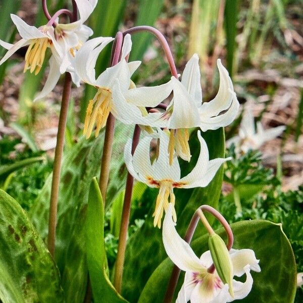 Erythronium oregonum Flower