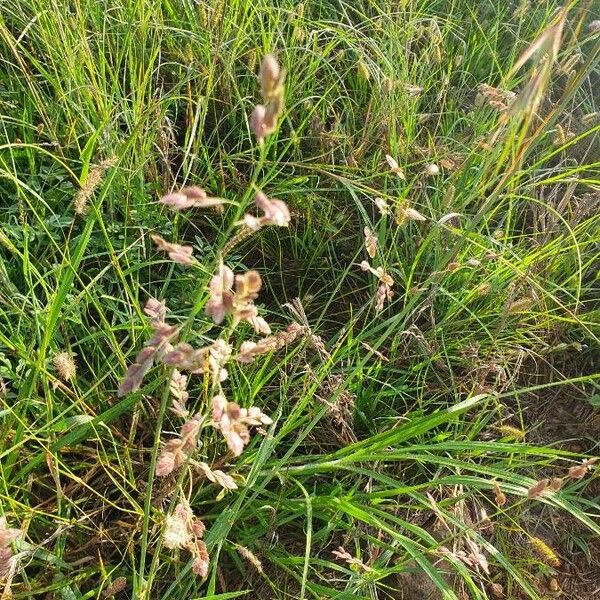 Eragrostis superba Habit