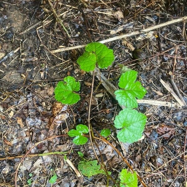 Vitis rotundifolia Frunză