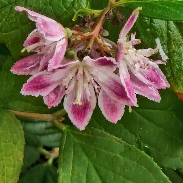 Deutzia crenata 花