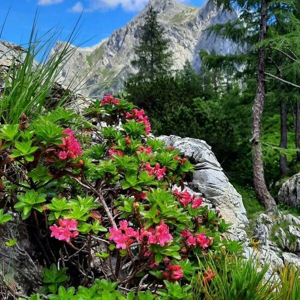 Rhododendron hirsutum Blüte