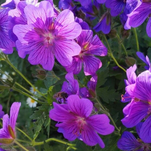 Geranium ibericum Kukka