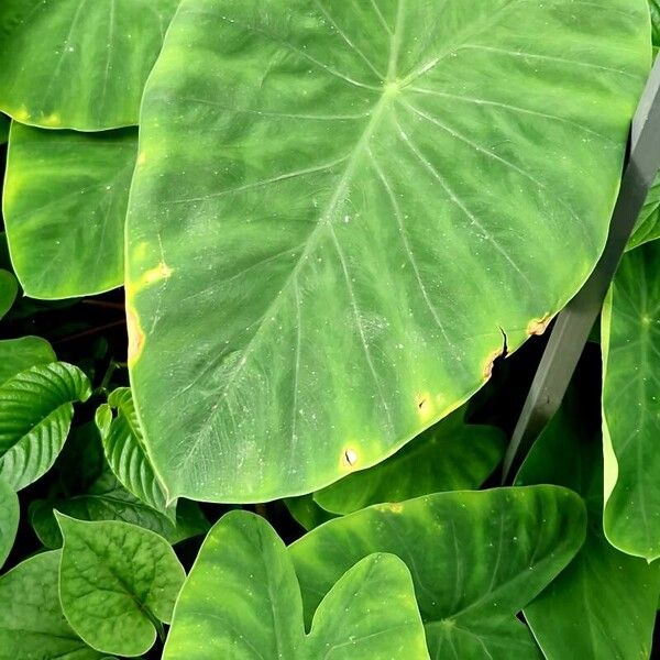 Colocasia esculenta Лист