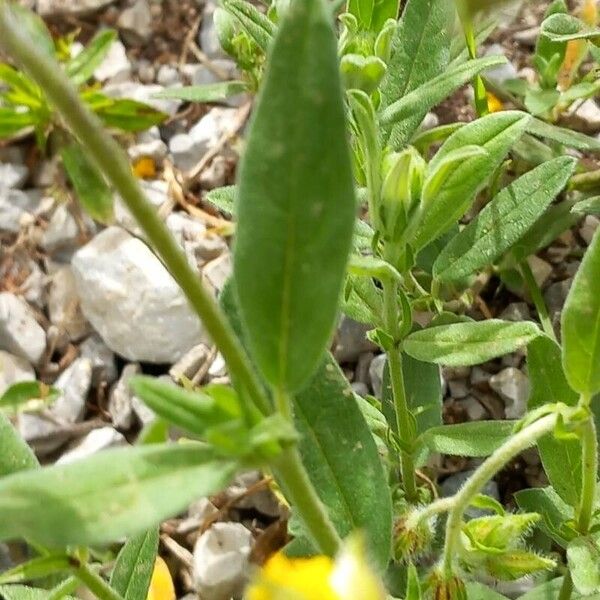 Helianthemum nummularium Yaprak