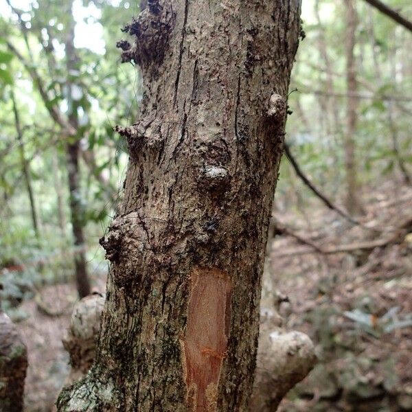 Eugenia brongniartiana Bark