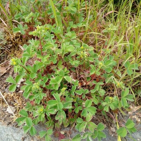 Sibbaldia procumbens Habitus